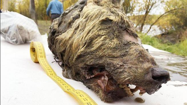 MarGomezH's tweet photo. El permafrost es un término que quizás desconozcas pero seguro que cada vez te resulta más familiar.En él se han encontrado hallazgos increíbles:osos de las cavernas,cabezas de lobos gigantes…incluso virus prehistóricos.(📸Albert Protopopov-Academia Ciencias República de Sakha) https://t.co/XfJfuwlYpS