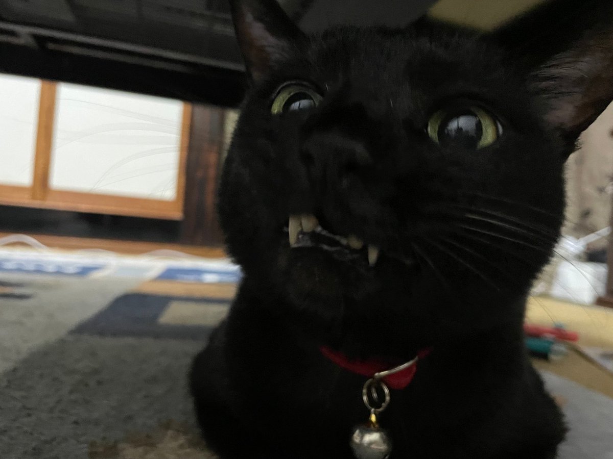 黒猫あんず キジトラももさん Annzu Jiji Twitter