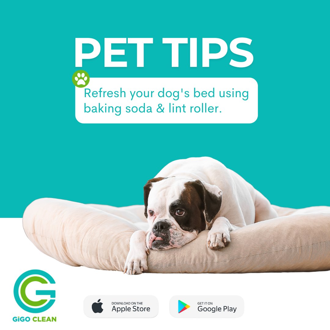 GiGOCleanApp's tweet photo. To eliminate all odors, sprinkle baking soda on your petβs bed, wait 15 minutes. Go over the bed with a lint roller or vacuum for a quick and easy way to create freshness. πΏ
#gigoclean #pettips #petcleaning https://t.co/gblMRIlpK9