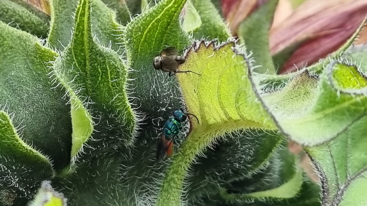 🪶 Common redstart and spotted flycatcher in the garden today (both have hopefully enjoying their very own specially selected nestboxes this year), however, the real star was this cuckoo wasp, Chrysis angustula (I think?). Officially in love 💖