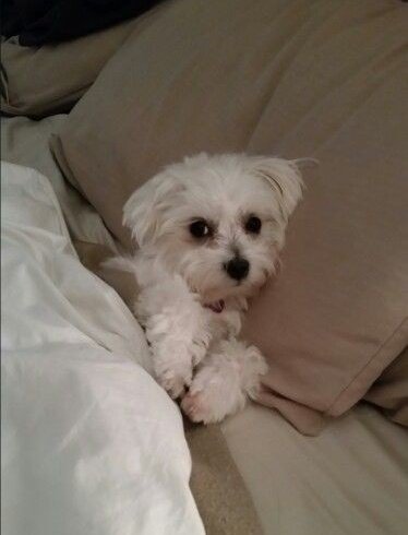 ———— 07:02
07M05D2022Y

allow me to show off my baby too. say hello to my arki!