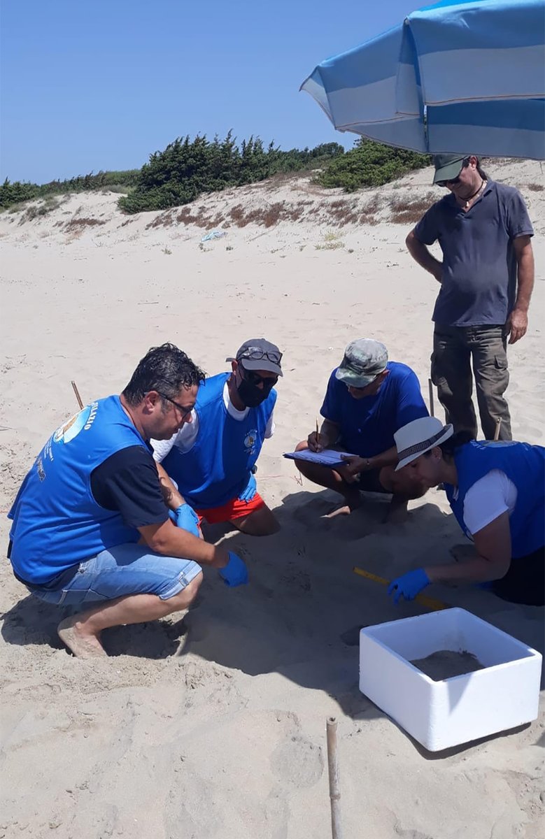 📢📢📢 Una bella notizia!
In nottata, una tartaruga 🐢 marina della specie Caretta caretta, ha deposto le uova sull'arenile antistante la #DunaDiCapratica.

Maggiori informazioni: parchilazio.it/rivieradiuliss…

 #Parchilazio #viviparchidelazio #RegioneLazio