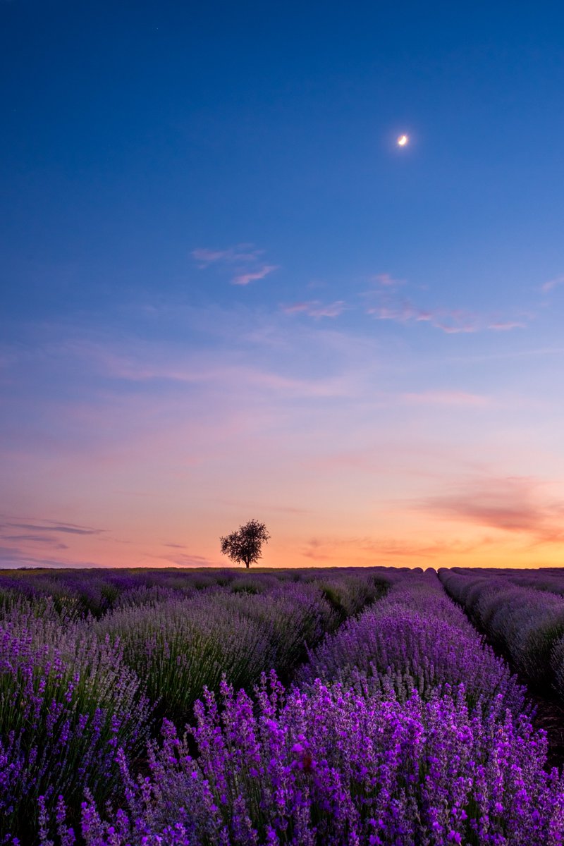 A lone tree in a lavender field under the moon! Fine art prints, gifts and more available👇 alexios-ntounas.pixels.com/featured/lone-… #BuyIntoArt #photography #Astrophotography #homedecor #wallart #fineartphotography #artprints #lavender #landscape #landscapephotography