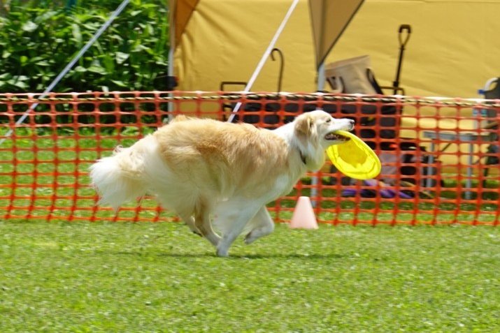 robin34058290's tweet photo. 猛暑の中ディスク大会に参加してきました。
犬も人もバテバテでしたが楽しかったね！
ふうちゃんはお留守番で良かった(笑)
#コーギー
#ボーダーコリー 
#ディスクドッグ https://t.co/dZcyxbUxQU