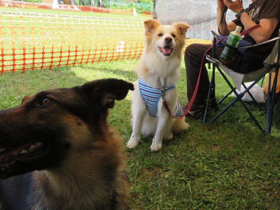 robin34058290's tweet photo. 猛暑の中ディスク大会に参加してきました。
犬も人もバテバテでしたが楽しかったね！
ふうちゃんはお留守番で良かった(笑)
#コーギー
#ボーダーコリー 
#ディスクドッグ https://t.co/dZcyxbUxQU
