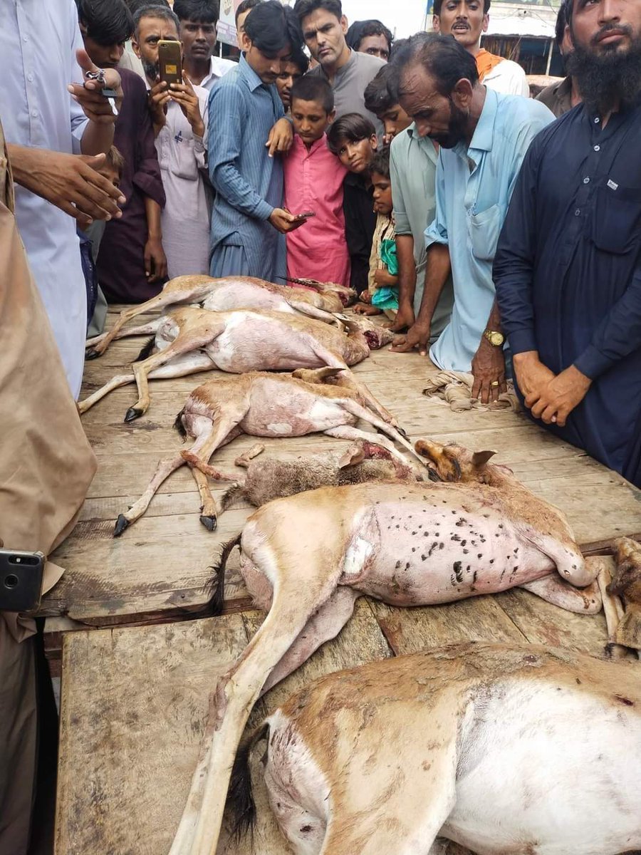 IrfanEhmed's tweet photo. اگر پاکستان کا عدالتی نظام آج کل معاشرے کے اشرافیہ کے لیے رات کو کام کرنے والے کوٹھے کی طرح ہوگا تو فطرتی حسن تو ان اشرافیہ کے ہاتھوں قتل ہوتا رہے گا 
#SayNoToHuntingDeer https://t.co/lFRIp1jCYI