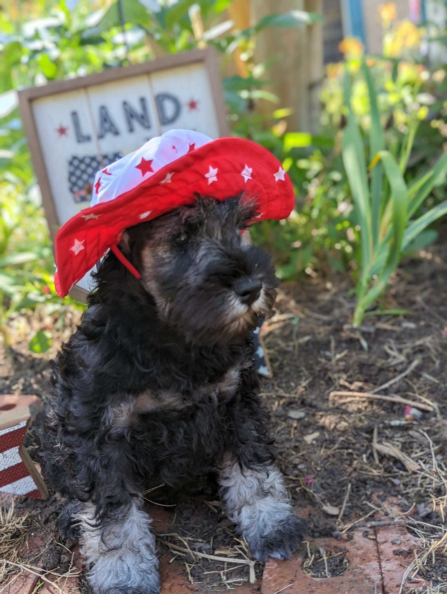 Red rock cheap miniature schnauzer
