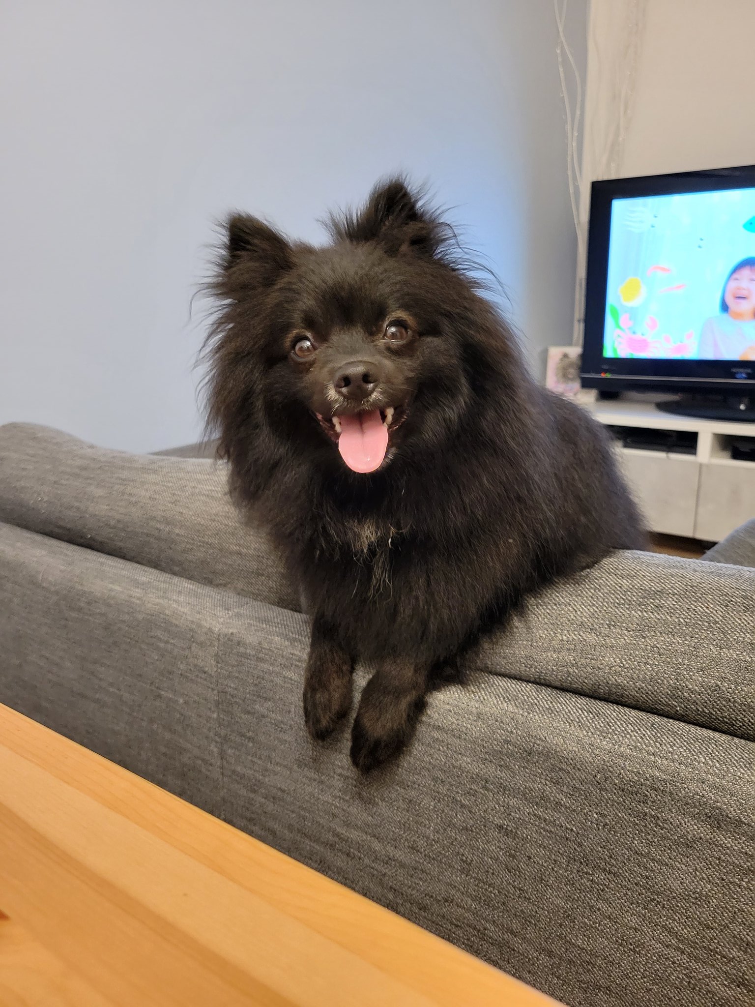 تويتر ポメラニアンのエル على تويتر 飼い主の食べてるアイスやトマトジュースを寄越せと訴えてるエルたん 犬好きさんと繋がりたい 犬のいる暮らし 犬のいる生活 T Co Yxqbbrflyc