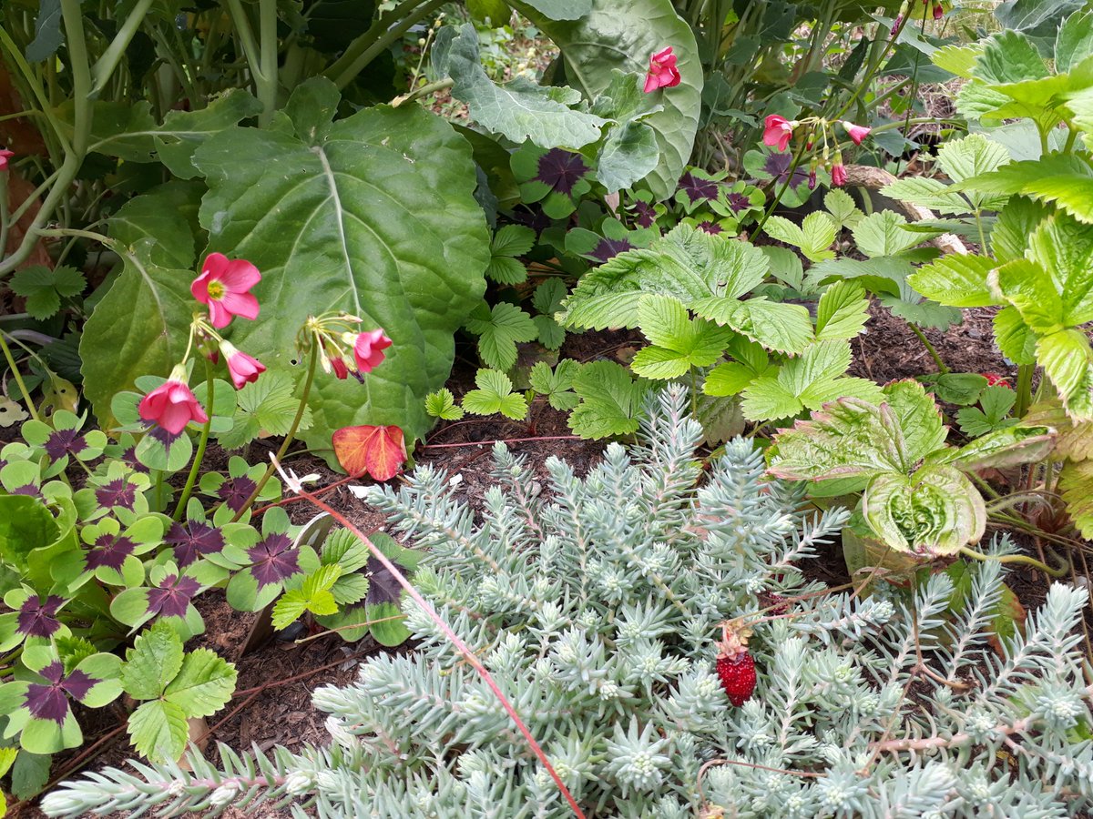 fruitnutvillage's tweet photo. #ForestGarden beds at #DadsLaneCommunityAssociation. #MagicCabbage #Oxalis #Stonecrop https://t.co/taV4d23mct