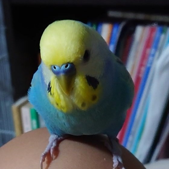 JzytPHPxYmIOo21's tweet image. 7月4日午前６時、千葉県松戸市にて、セキセイインコが外に飛んでしまいました。探していますがまだ見つかっていません。目撃、保護、どんな情報でも構いません。お願いしますm(__)m無事に帰って来てほしいです。#迷子 #セキセイインコ  #目撃情報 #保護インコ