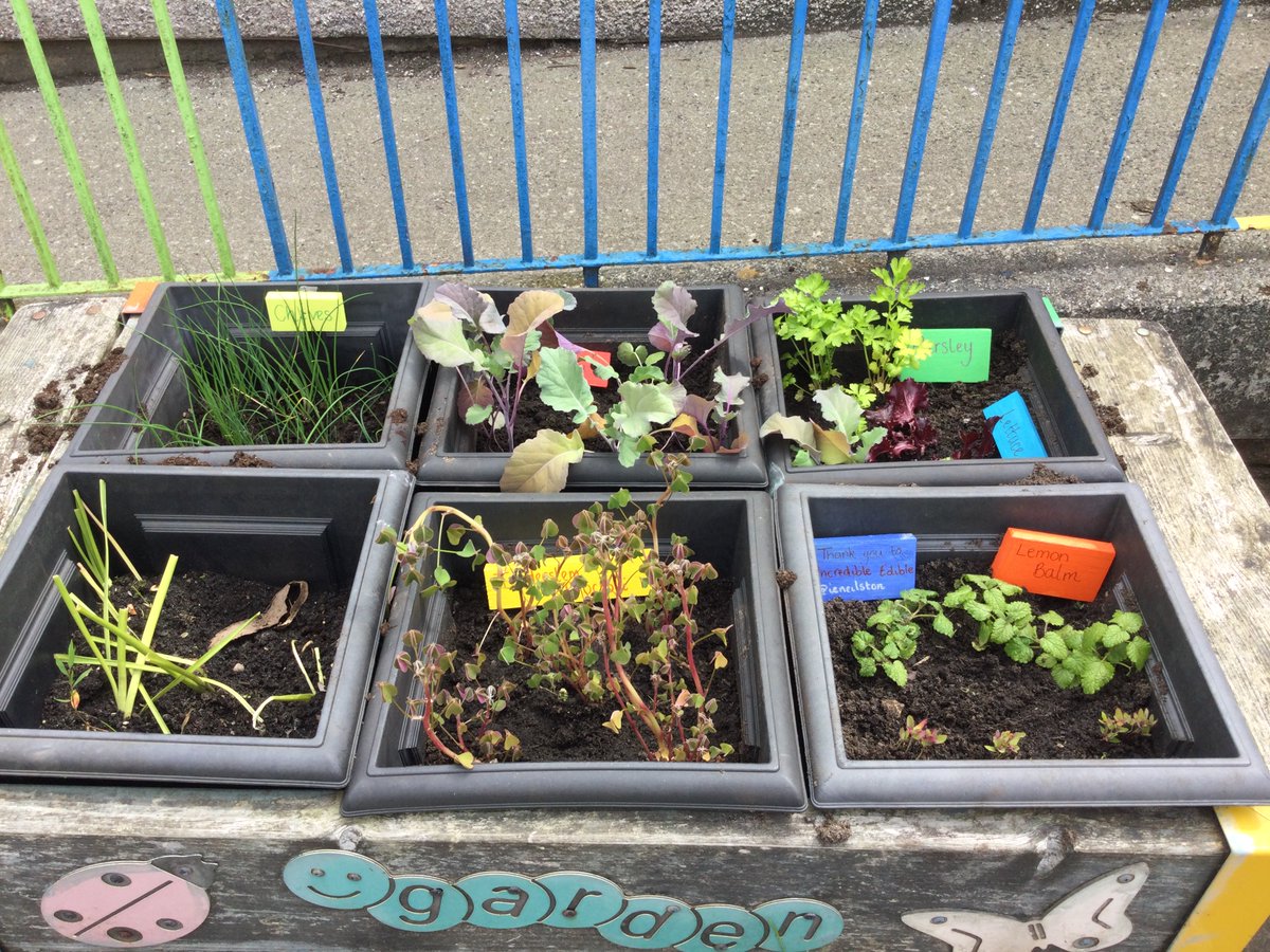 The children have loved planting our <a href="/IENeilston/">Incredible Edible neilston</a> plants! We are excited to harvest our vegetables 🥦🥬🥗#sustainability #growourown