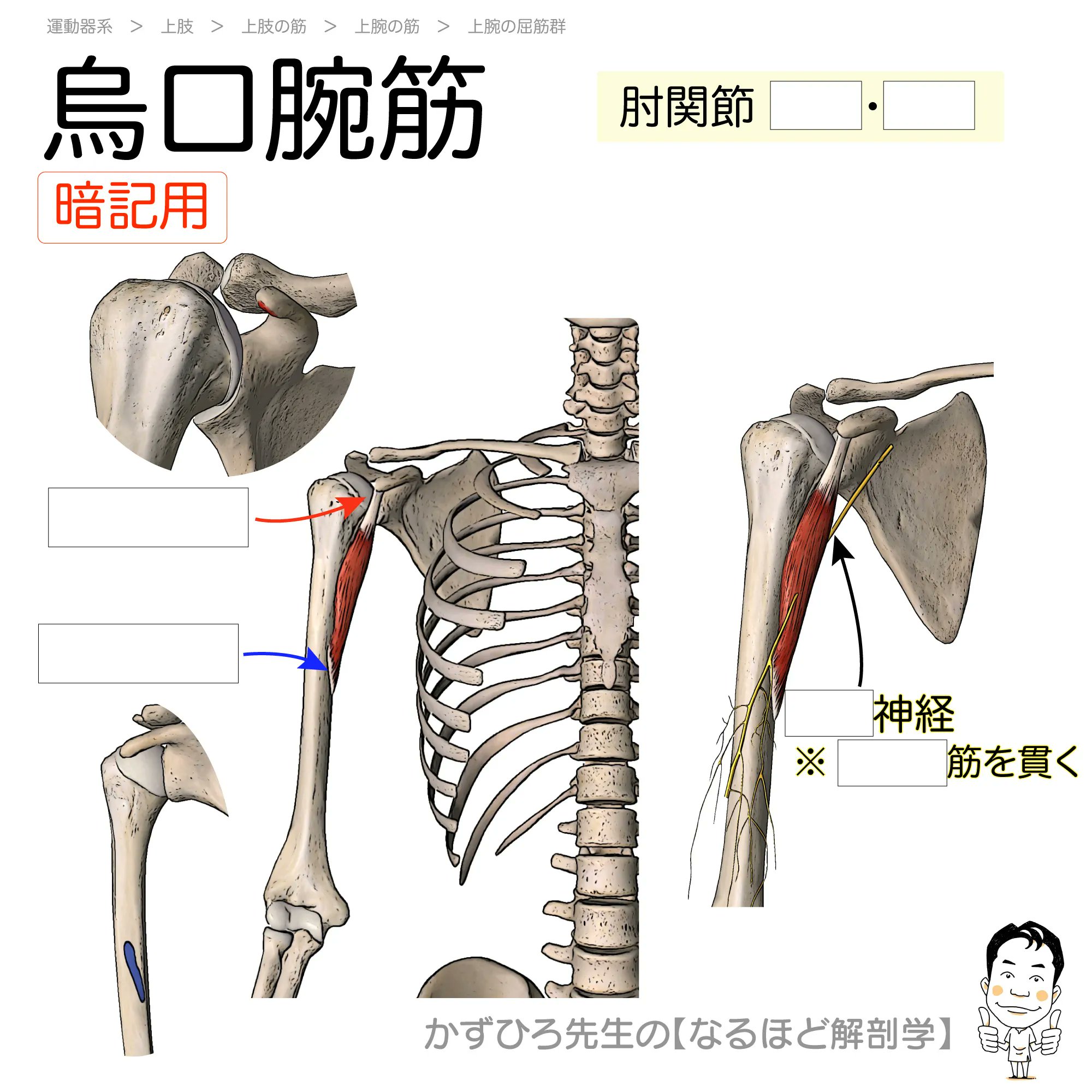 黒澤一弘（かずひろ）解剖学IT教育・指圧師・ラダック on X