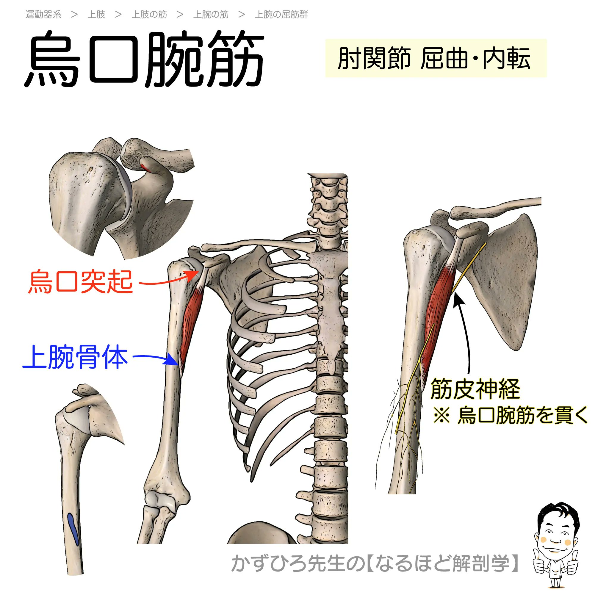 【未使用】解剖学 ぜんぶわかる 人体解剖図 成美堂出版 - メルカリ