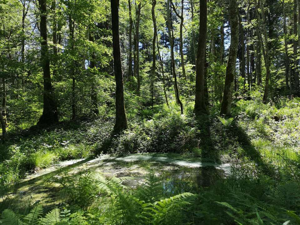 La Ville de Lausanne se réjouit du prix Elisabeth et Oscar Beugger, l'un des plus importants en matière de protection de la nature en Suisse, remis par Pro Natura au Parc naturel du Jorat: lausanne.ch/apps/actualite… <a href="/ProNaturaSuisse/">Pro Natura Suisse</a> @DuJorat