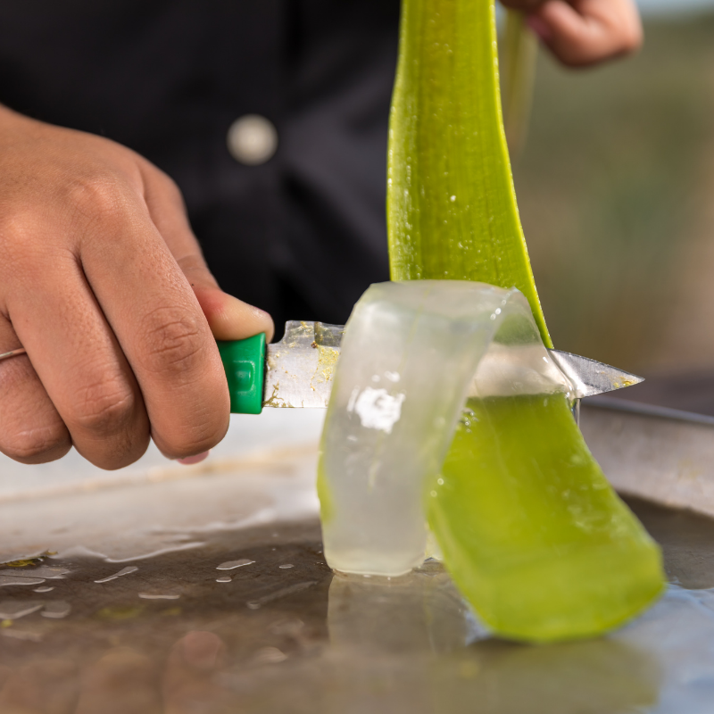 arubaaloe's tweet photo. How to get your own Aloe Vera Gel easily! Would you like to learn how to remove the Aloe Vera Gel from the Aloe leaf and also learn a more about the history of this plant and our beautiful island? Come and visit us for a FREE tour.
#IslandofAloes #freetour #bestexperienceever https://t.co/HiA8fcm7g7
