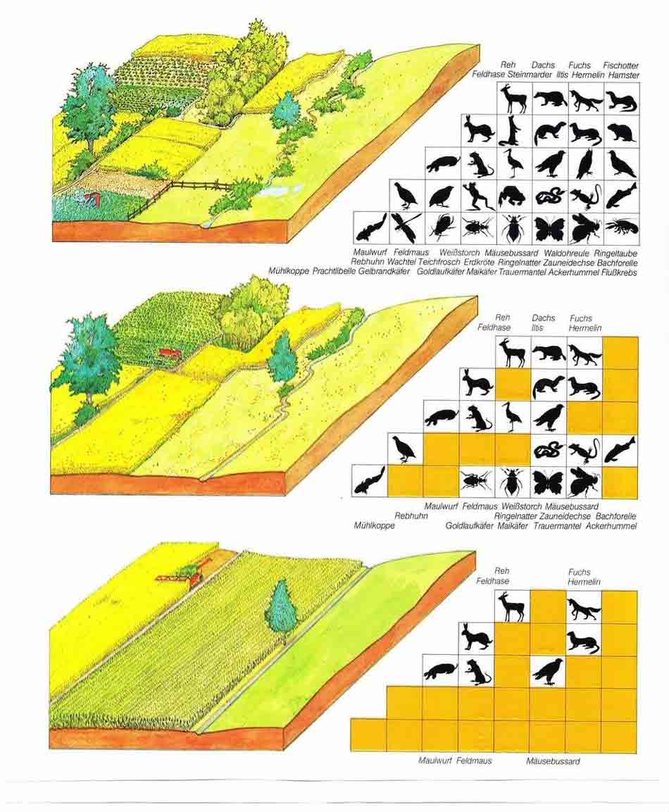 whathewoof's tweet image. Terrorboer en natuur