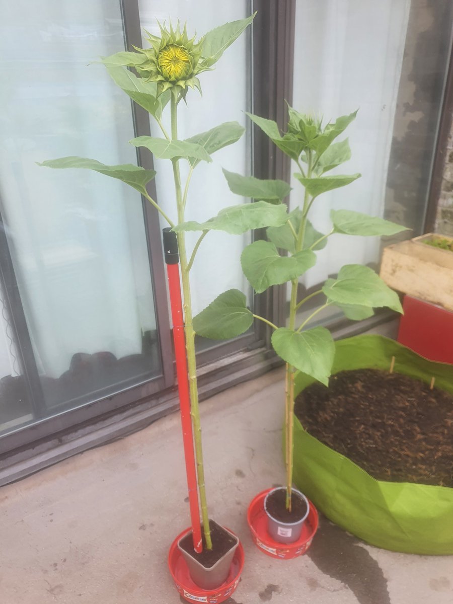 CHASEJLONDON's tweet photo. INTO WEEK 11 (FLOWERING) OF @togetheruktv Sunflower Challenge π» MY TALLEST ONE IS JUST STARTING TO OPEN UP π
#TogetherTV #SunflowerChallenge #sunflowers #SunflowerChallenge2022 https://t.co/yNtajpDnmh
