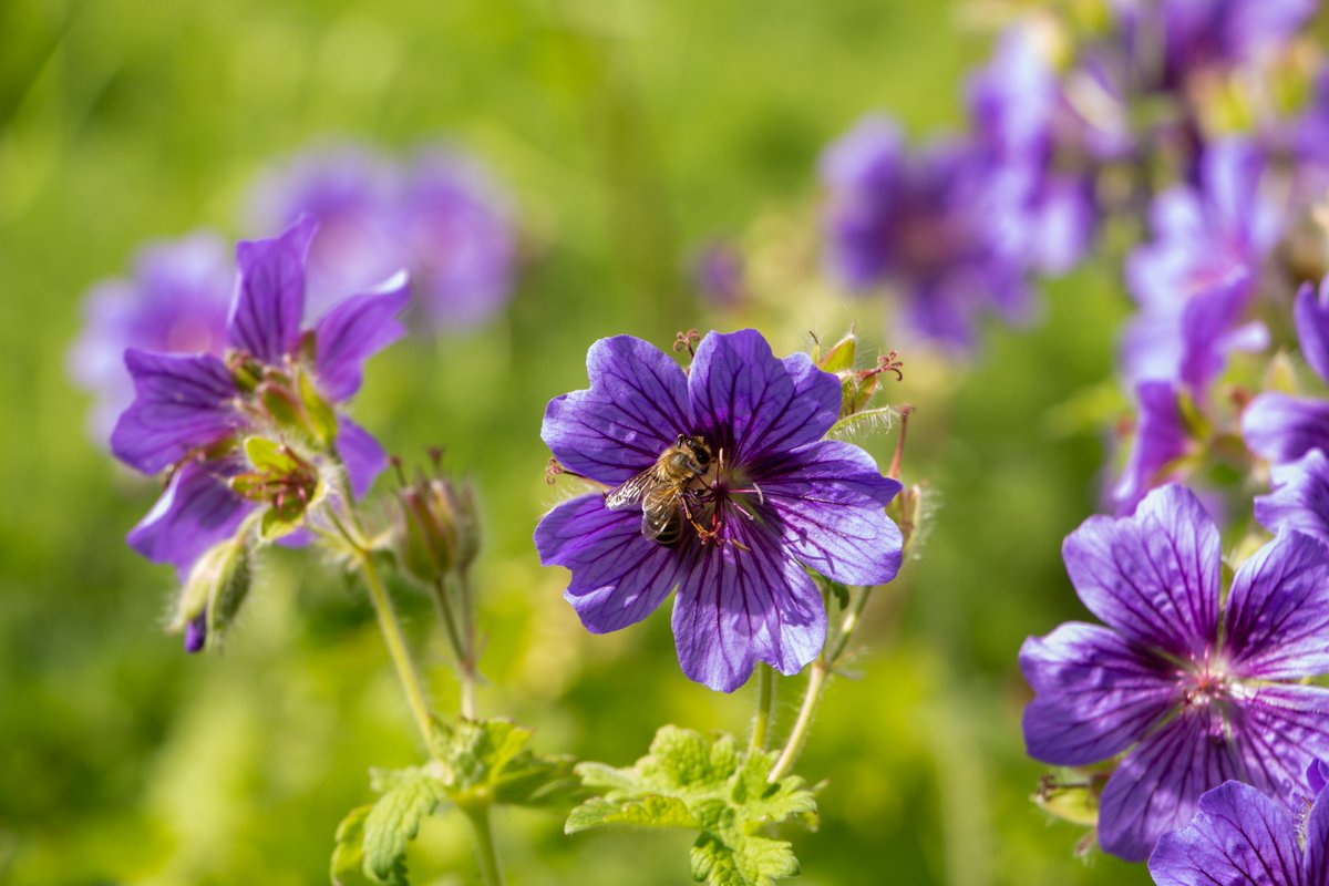 The bees are very busy in Croft's garden at the moment 🐝 Pay a visit to the walled garden to spot these pollination machines at work. You can see what else you may spot here: nationaltrust.org.uk/croft-castle-a… #visitherefordshire #savethebees