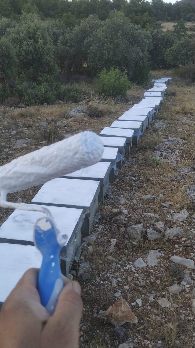 Estos días de verano, con las altas temperaturas, enlacamos los techos de las colmenas para bajar la temperatura interior 🌡 de las colmenas y hacerles más confortables sus casas a las abejas 🐝