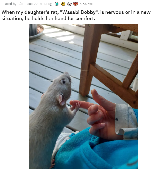 WholesomeMeme's tweet photo. https://t.co/5lYcwV4qMo