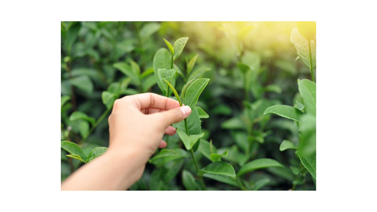 bit.ly/3HeShYa 
Customize a special bundle with all your personal favorites teas and enjoy mornings of planned spontaneity with some exciting tea roulette!
#tea #tealovers #teasamples #handpickedsamples