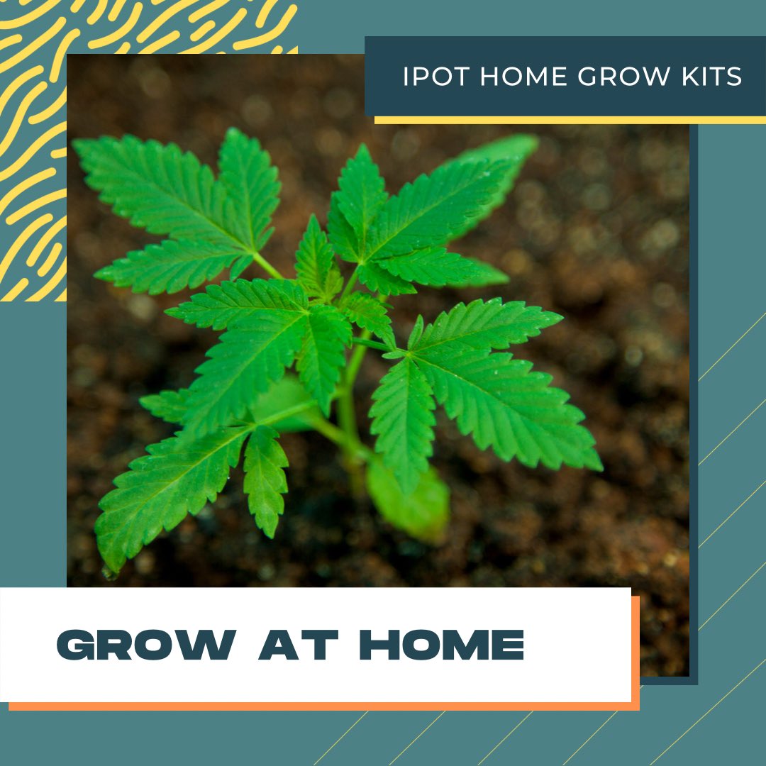 WithLoveSara4's tweet image. Check out @ipotlive I’m absolutely inlove with this business idea 🍃

#Mmemberville #420community #HCM #StonerFam #CannabisCommunity #cannabissociety #stonergirls #STONER #CannabisNews #420friendly