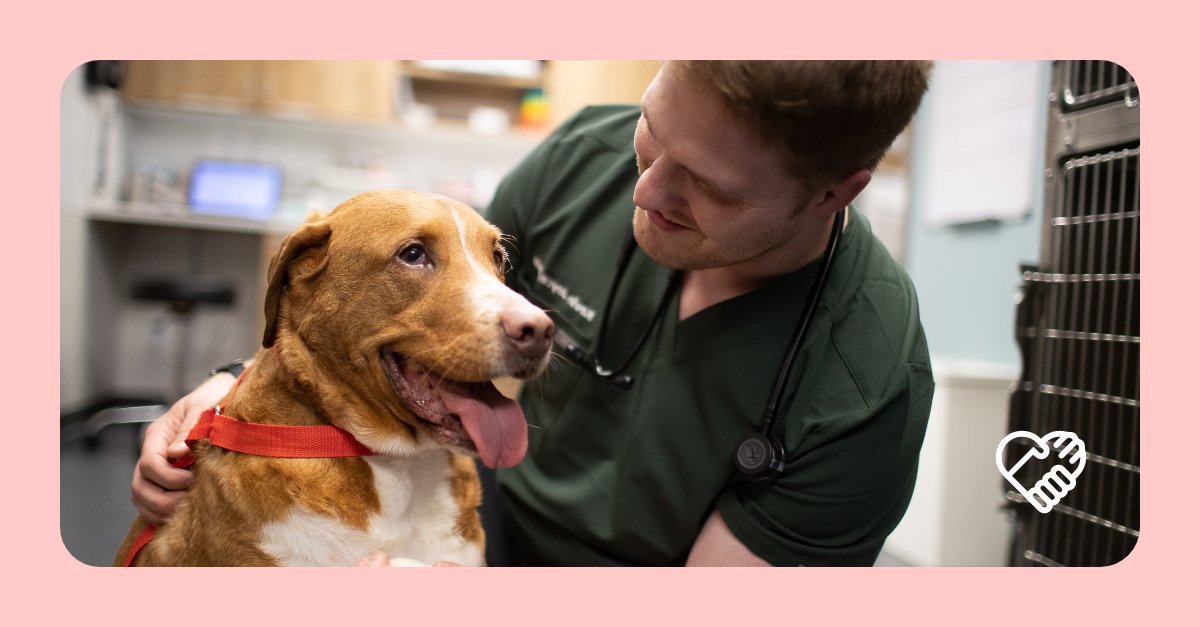 Veterinary Hope Foundation (@VeterinaryHope) / Twitter