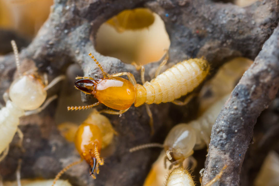 MultipletasksKY's tweet image. Liberate yourself from termite infestations with Multiple Tasks Termite And Mold Control&apos;s professional termite inspection. #TermiteInspection bit.ly/3nt6GaY