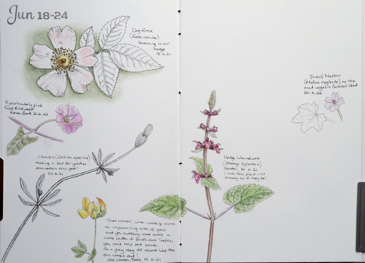 lisajmason's tweet photo. I only had time to add a couple of small things from my local walks to my perpetual journal over the last couple of weeks - lots of Field Bindweed on the road verges along with quite a bit of Dwarf Mallow. https://t.co/FBXv8IcvGs
