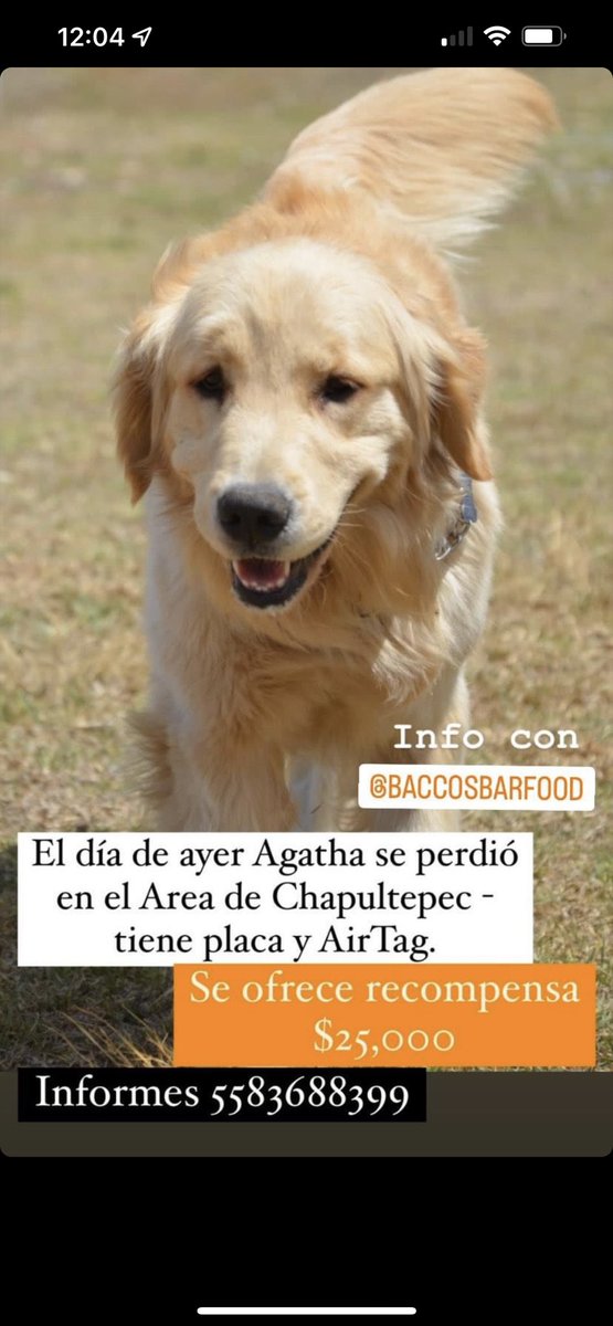 Ayudemos a encontrarla…<a href="/ChapultepecCDMX/">Bosque De Chapultepec</a> <a href="/PrrosPerdidosMX/">PerrosPerdidosMx</a> <a href="/PolancoLomas/">Polanco y Lomas</a> <a href="/PolancoMexico/">Colonia Polanco CDMX</a> <a href="/cclomaschapulte/">Lomas Chapultepec</a> <a href="/vecilom/">Vecinos Lomas de chapultepec</a> <a href="/ChapultepecMx/">Chapultepec</a> <a href="/PolancoMexico/">Colonia Polanco CDMX</a> <a href="/RescateAnimal/">Rescate Animal</a>