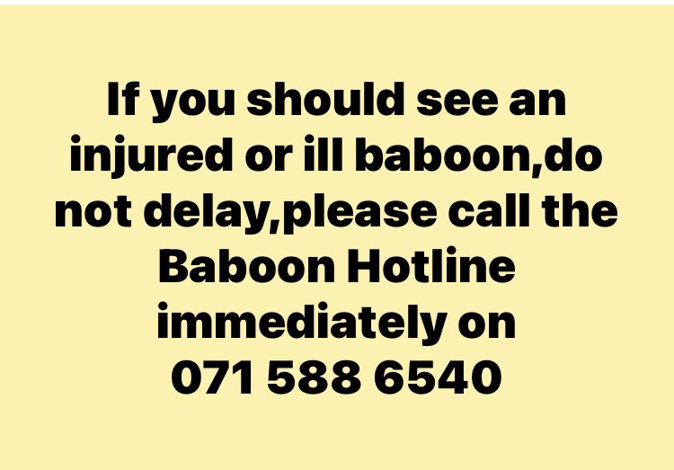 Informing the Baboon Hotline know of the whereabout of an injured or ill baboon on the Cape Peninsula could save its life.  Please report ASAP.
<a href="/NCCEnviron/">NCC Environmental Services</a> <a href="/capespca/">Cape of Good Hope SPCA</a>