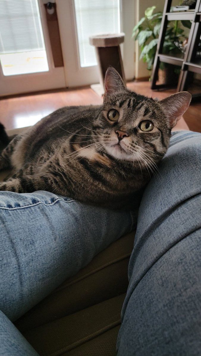 Just chillin' with my kitties watching a little Christmas In July on Hallmark. Love down time because it's pretty rare in my life!
#MsTLovingSummer
<a href="/cfisdmcgown/">@cfisdmcgown</a> 
#summerisahoot