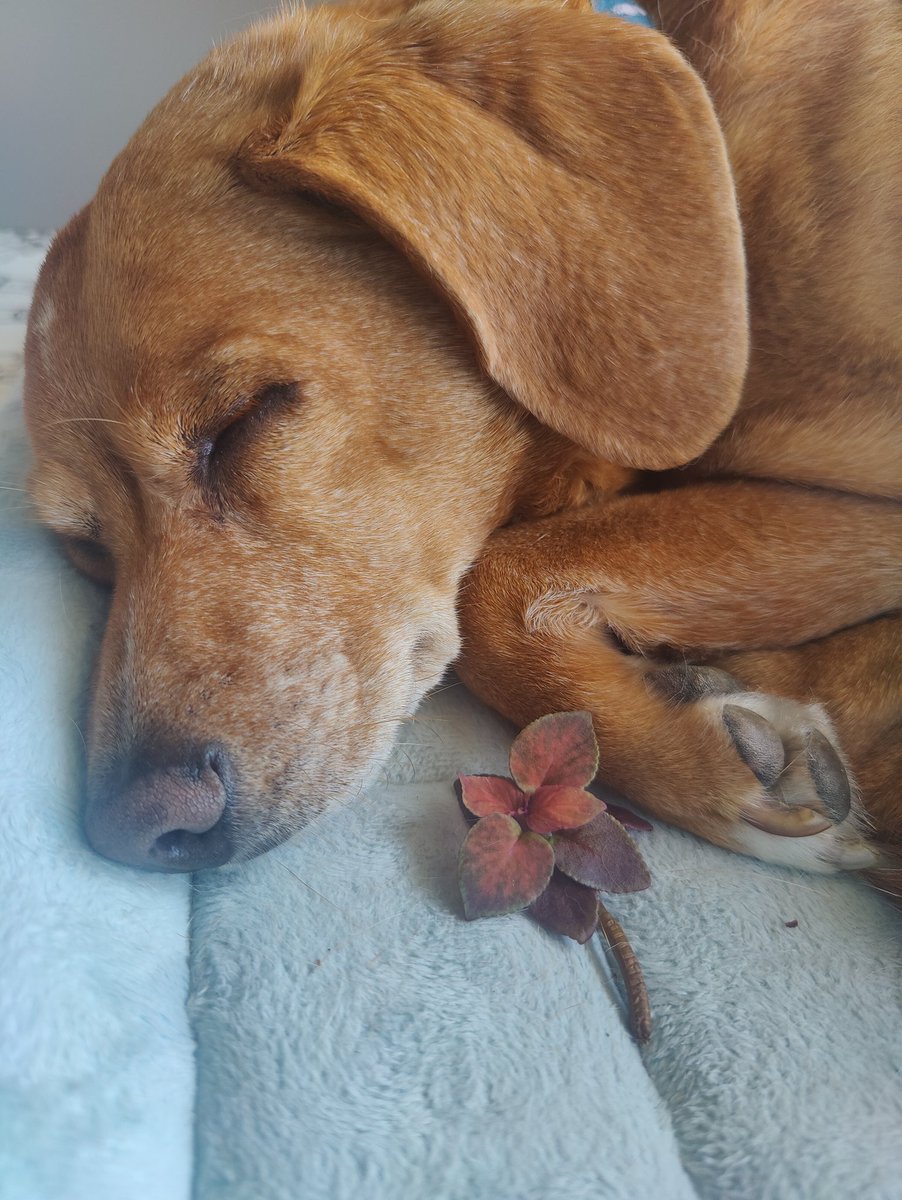Snoozin with my plant fren