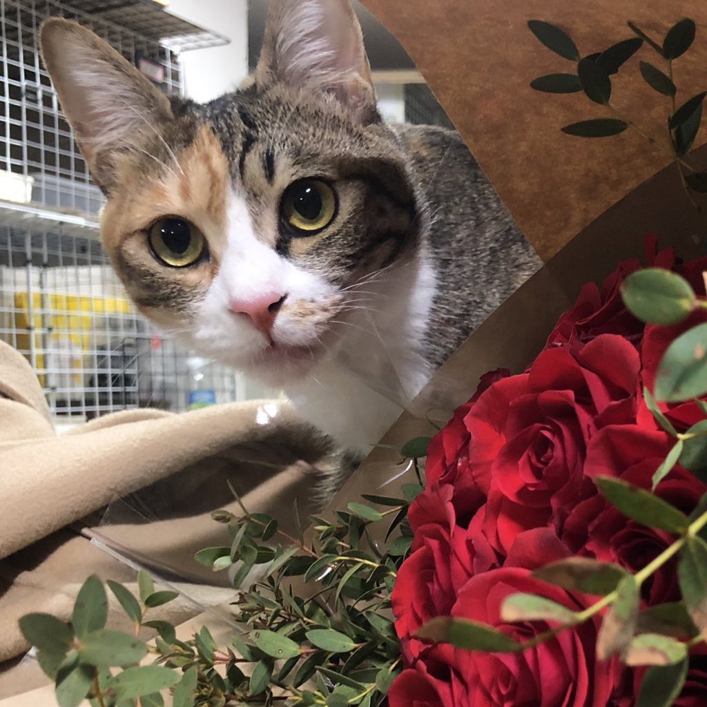 RT부탁드려요🙏 코코미미 입홍을 함께하려 합니다. 자세한 설명은 타래로 이어갑니다. 트위터로 아깽이 미미를 키우고 코코의 변화를 함께하신 여러분, 코코미미의 이번 여정도 함께해주세요. 아이들에게 응원을, 임보자님께 용기를 주세요. 많은 관심 부탁드립니다♡♡ #눈이부셔미미✨ <a href="/coco_mimi__/">내 고양이 코코미미💕</a>