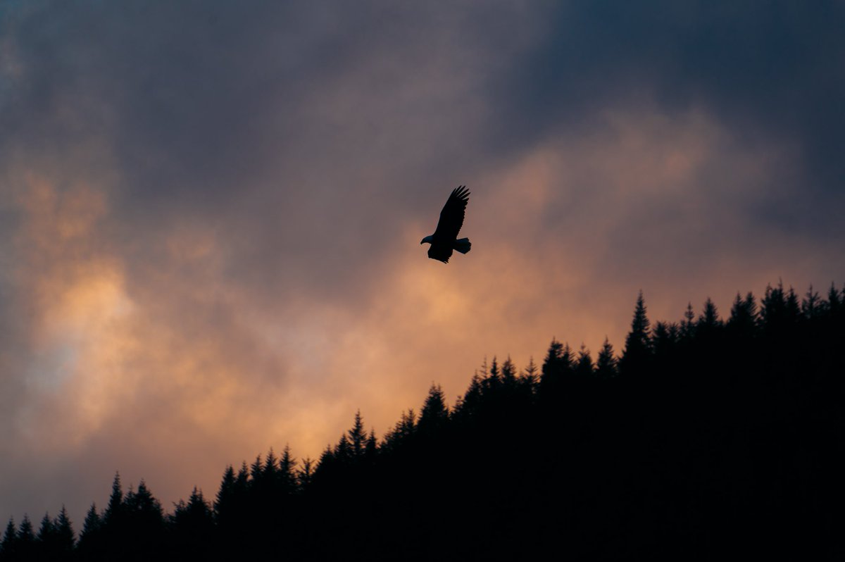 Soaring through sunset. #PhotoOfTheDay #ThorLoveAndThunder