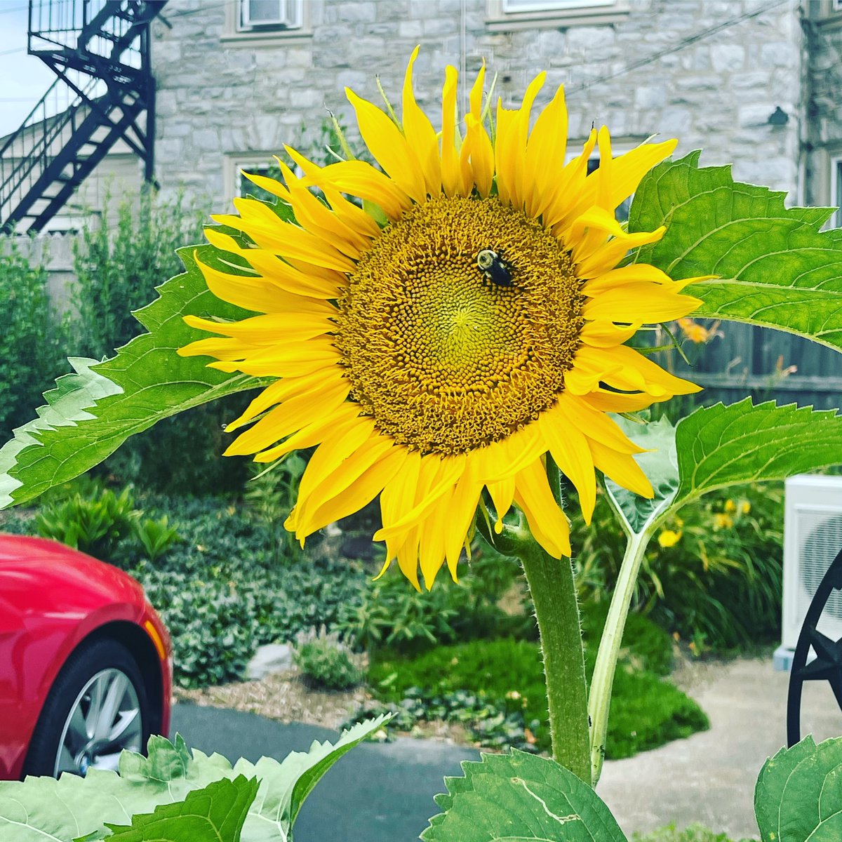 Finding beauty at @GuardianNurses 🌻.    Find Beauty in something today 💚 #LifesTooShort