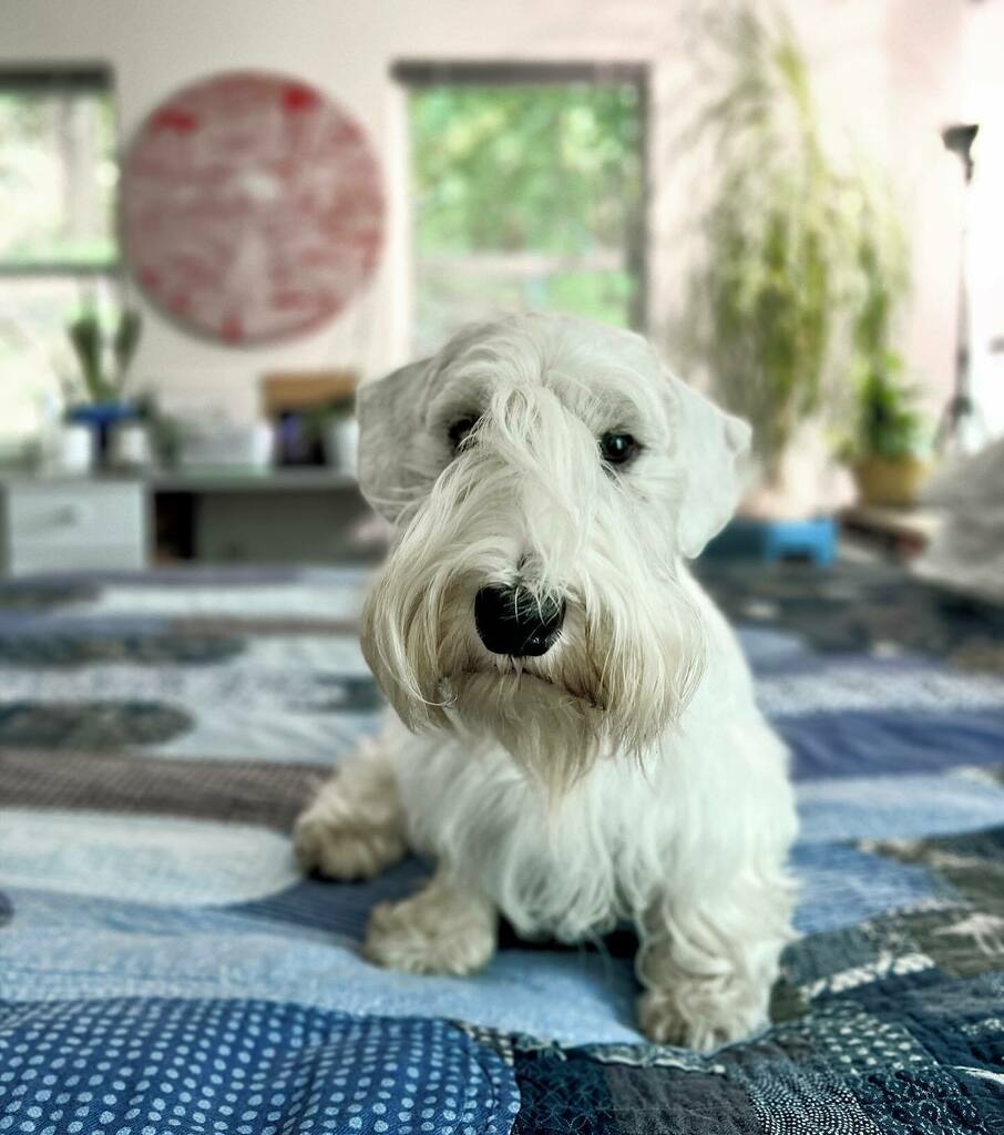 joshrubin's tweet photo. Four years old today! Happy birthday @rorythesealyham love nugget!
#sealyhamsofinstagram #sealyhamterrier #sealyham https://t.co/5i4TzWNTOd https://t.co/qw5Y6xtgNi