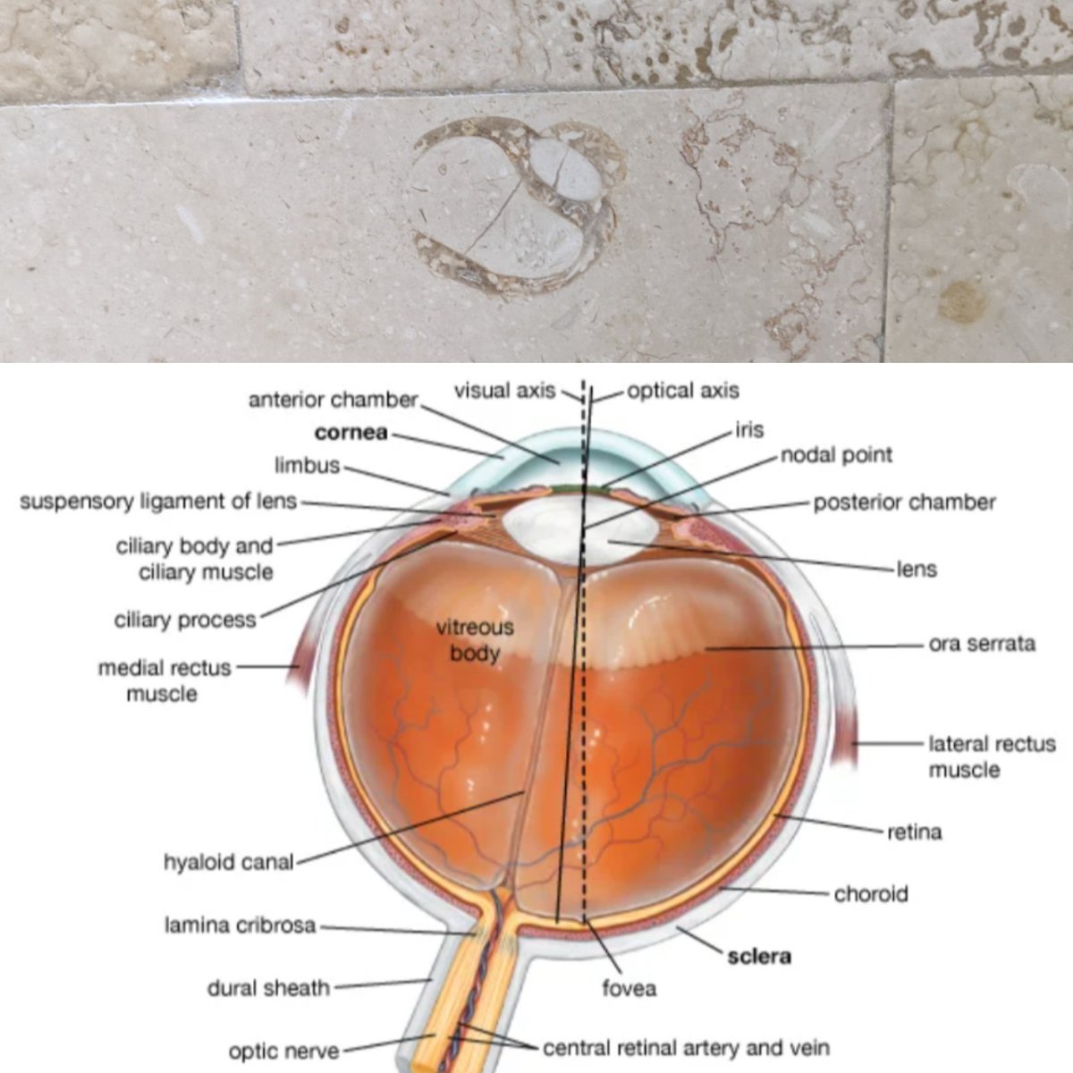 MelissaPetru's tweet image. We recently moved to a new house, and I cannot look at this fossil(?) in the shower tile without thinking of a diagram of an eyeball. 👁️ #biologistproblems