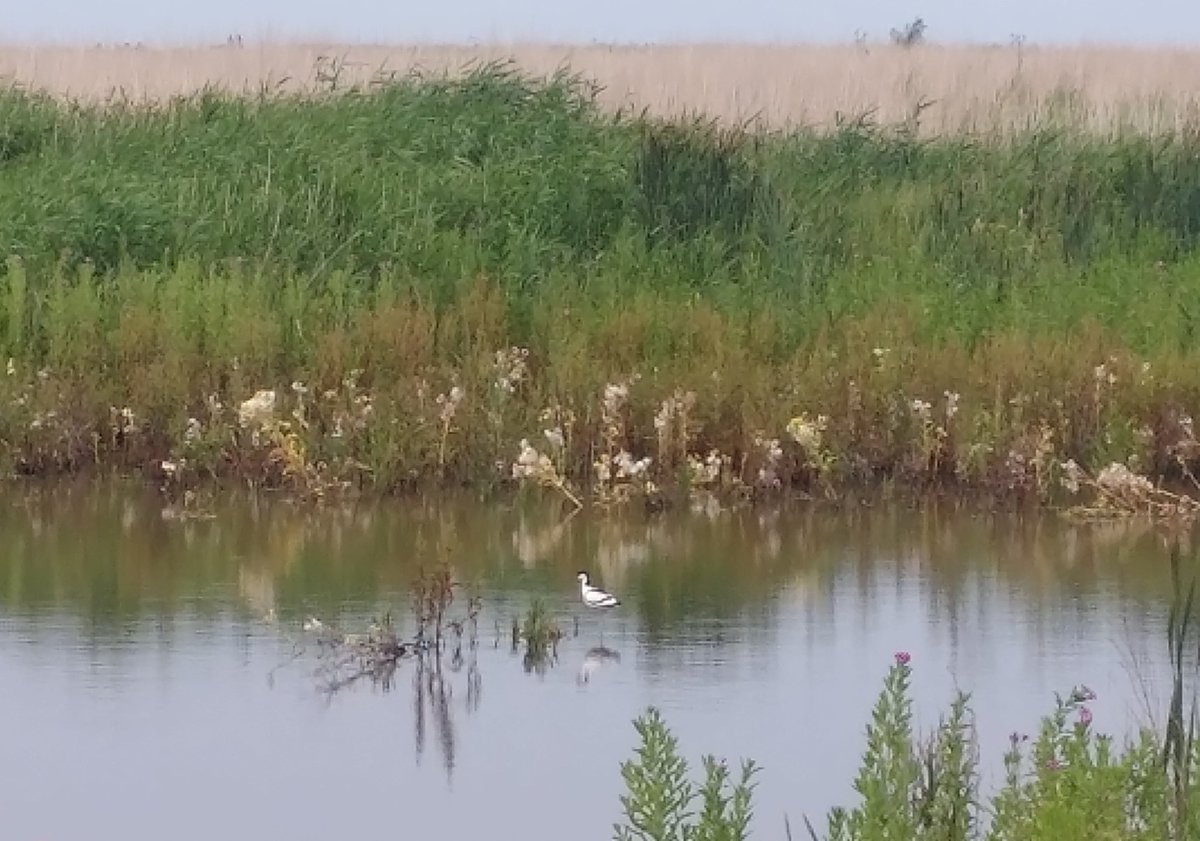 Fenneke van der Vegte tweet media