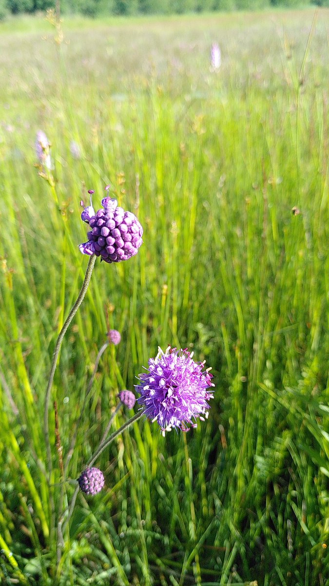 Fenneke van der Vegte tweet media
