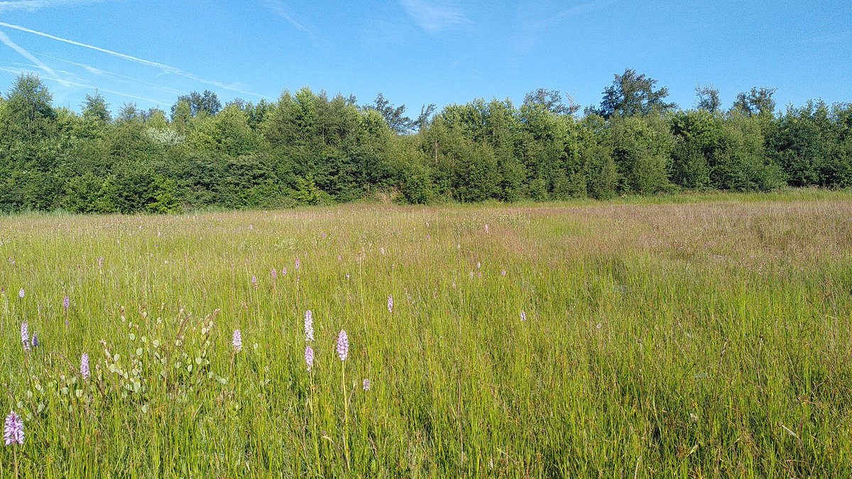 Fenneke van der Vegte tweet media