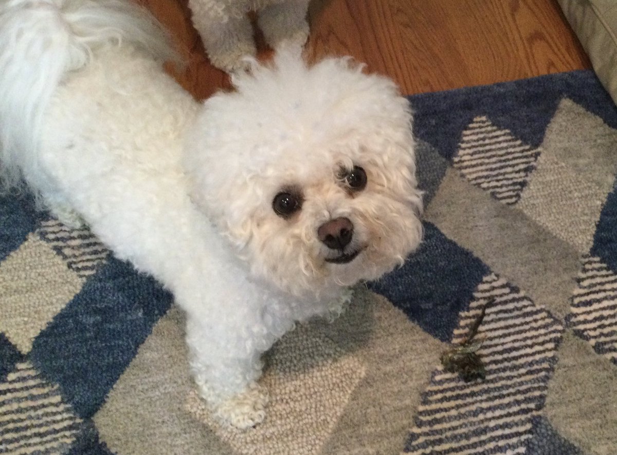 So I brought Humom my newest prized possession, a snake skin 🐍 Isn’t it lovely! Without consulting me, she called hudad to take it away! What is wrong with her 😡🐍🐶🐾