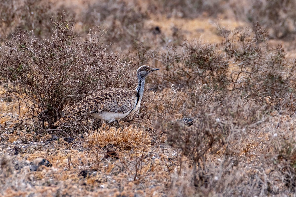 NeilElvidge's tweet photo. This is why the Houbara Bustard is a pretty difficult bird to spot, blending perfectly in with their surroundings, although I did manage to find quite a few during a recent trip to Lanzarote #houbarabustard https://t.co/x3iCjD1T75