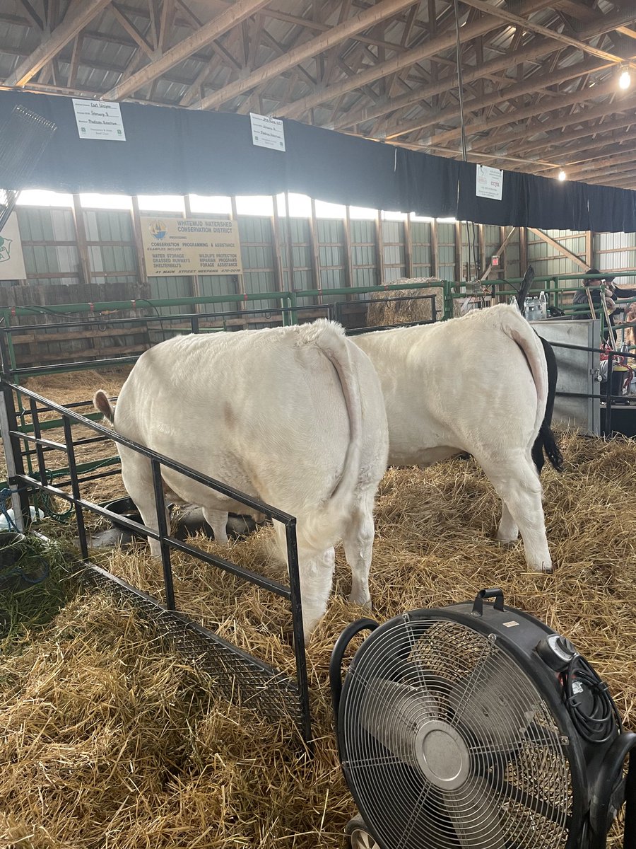 paulmrobertson1's tweet photo. Washed dried and having breakfast before our club achievement starts. #4hmanitoba #charolais #beidentifiable #notagrequired Neepawa and area 4h beef sale tomorrow at 7pm after the inter club competition. Come bid  in person or online @neepawaarea4h.com https://t.co/MiTEEaxBMH