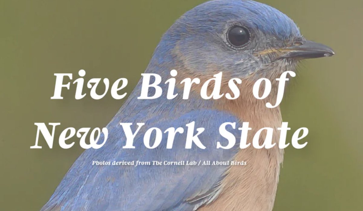 Compas Life - Upstate of Mind tweet media