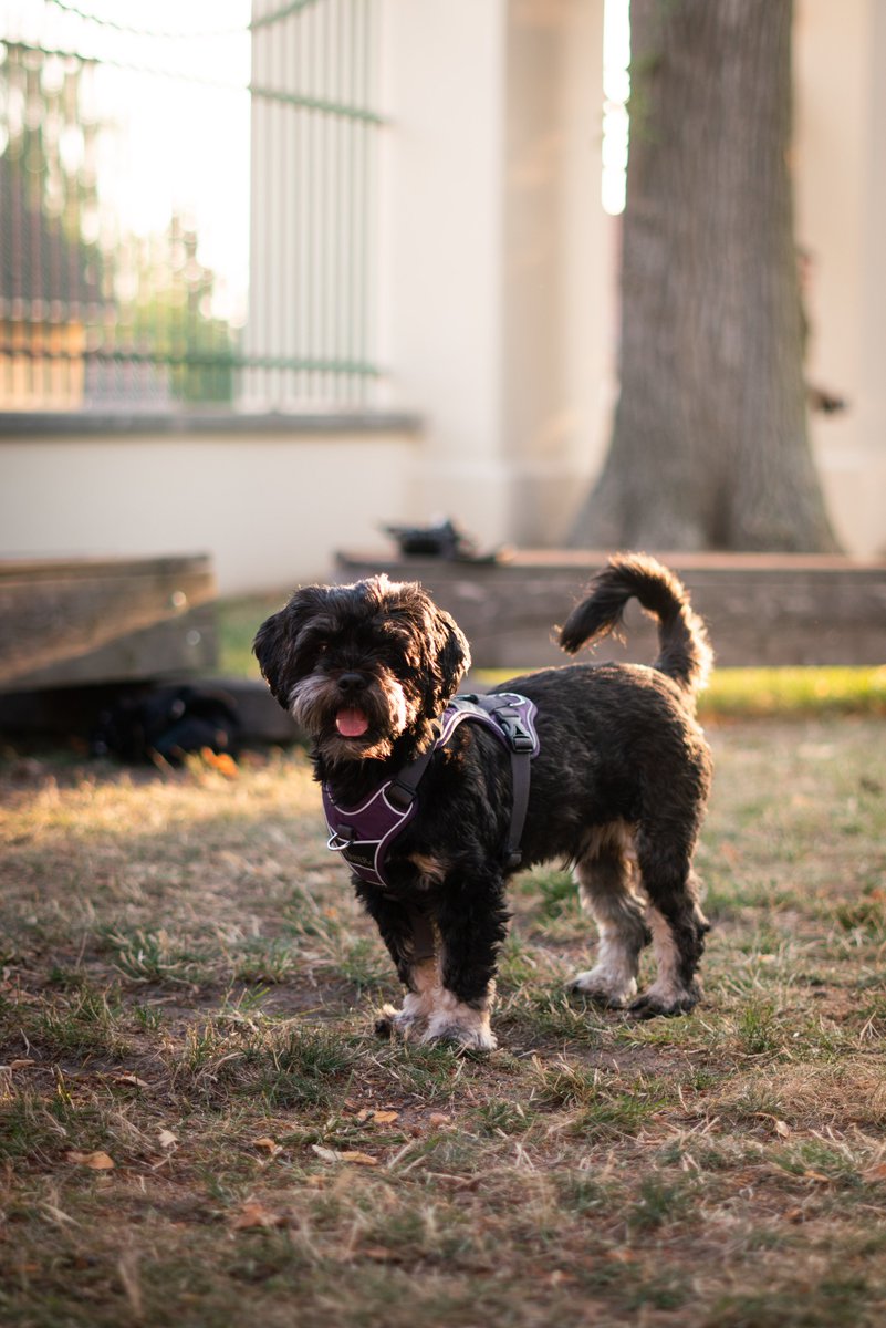 GPPi's tweet photo. No GPPi retreat would be complete without our furriest co-workers – @GoodDogWatson &amp; Habibi.
 
In fact, most of the pics taken by our intern-turned-photographer Jack were of these two. Guess we know who his favorite colleagues are…🙄
 
More on the team: https://t.co/ZOD9ouBhfd https://t.co/E9jO4JSFuS