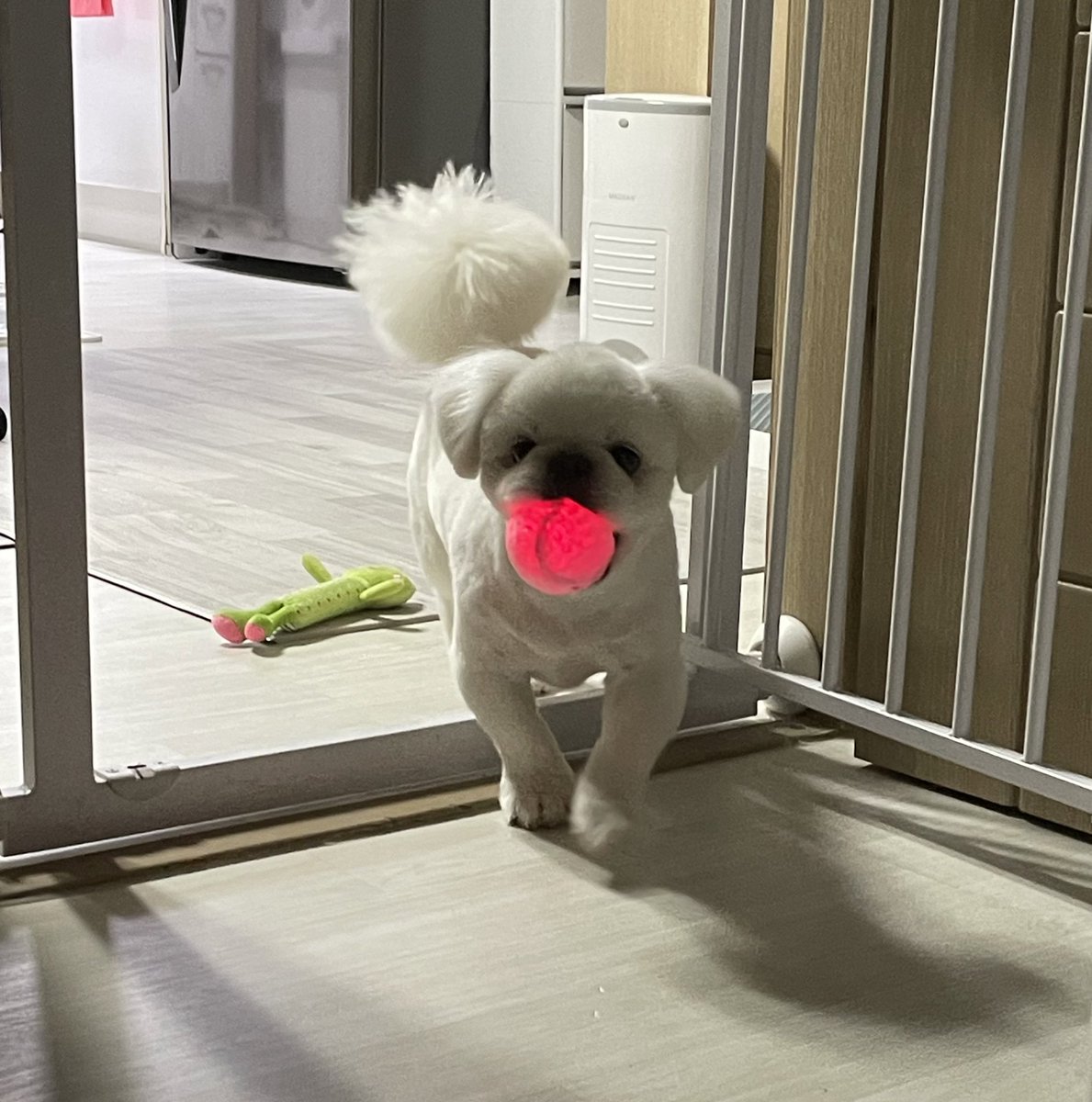 zzoggany's tweet photo. 우리 막내는 저 왕밤빵 인형 물고 다닐 때마다 귀여워서 자지러졌더니 관심받고 싶을 때마다 입에 딱 맞는 동그란 인형 물고 돌아다님 https://t.co/39x6ck5fKa