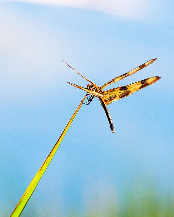 captcrealock's tweet photo. New artwork for sale! - "Halloween Pennant Dragonfly" - https://t.co/KNfxHBr2Dw @fineartamerica https://t.co/o1WzZkusP4