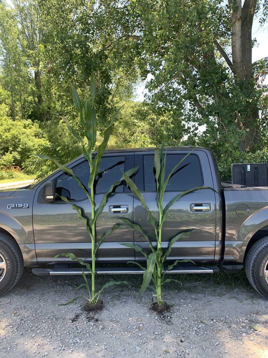 The #shortstaturecorn trait continues to amaze and intrigue me! Pictured below on the left would be DKC70-27RIB at roughly 8’ tall; right would be our 111RM Short Corn at about 6’ tall! Still a little growth left…but that difference makes management so much easier! <a href="/BayerTraits/">Bayer Traits & Systems</a>