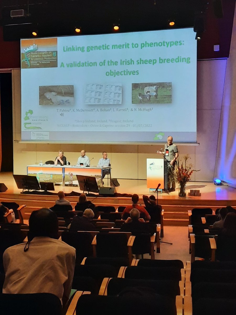 SheepIreland's tweet photo. @SheepIreland and @HerdPlus geneticist Dr Thierry Pabiou presenting at #WCGALP2022 the differences that farmers can expect to see when selecting Sheep using the Sheep Ireland Replacement and Terminal index. This is one of the first studies of its kind in Sheep Breeding. https://t.co/iiYOC7elHO